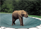Loop-Loc 20 ft. x 40 ft. Rectangle Super Dense Mesh Blue Safety Cover